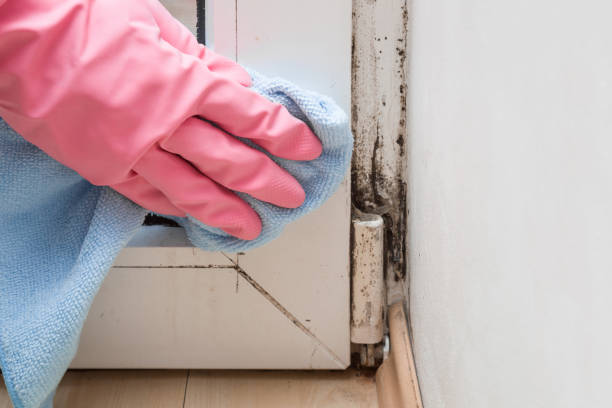 Best Residential Mold Removal  in Oakleaf Plantation, FL